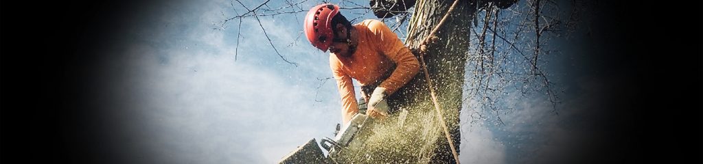 View of Tree Services – San Jose Yard Cleanup